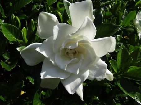 白い花 白い花の写真