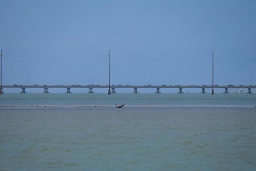 ペリカンの写真