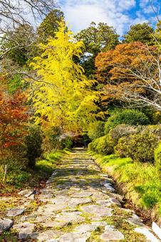 勝楽山高蔵寺阿弥陀堂⑵ 秋,紅葉,勝楽山高蔵寺阿弥陀堂の写真素材