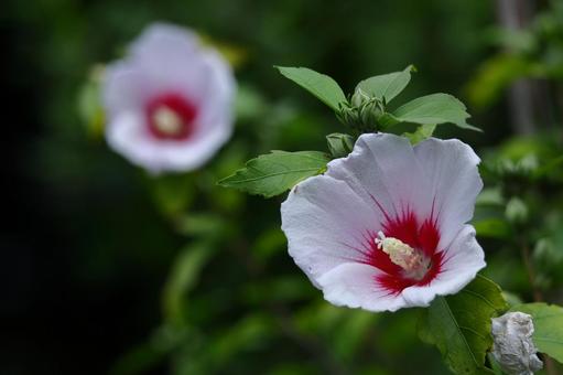 夏の茶室を彩る 夏の茶室を彩る 木槿,花,アオイ科の植物の写真素材