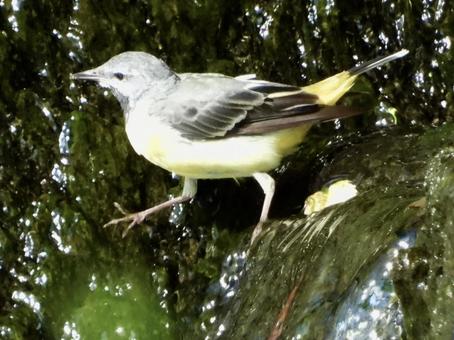 堰堤で餌を食むキセキレイ 堰堤で餌を食むキセキレイの写真