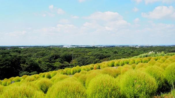 ひたち海浜公園・色づき始めたコキア&森林 ひたち海浜公園・色づき始めたコキア&森林の写真