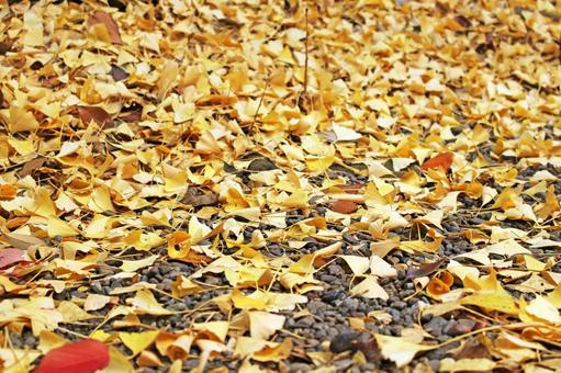 Photo, ginkgo biloba, feuilles tombées, automne, 