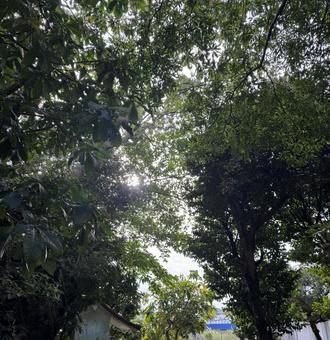 木漏れ日 木,木漏れ日,植物の写真素材