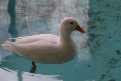アヒル アヒルの写真