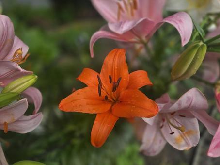 カサブランカの写真