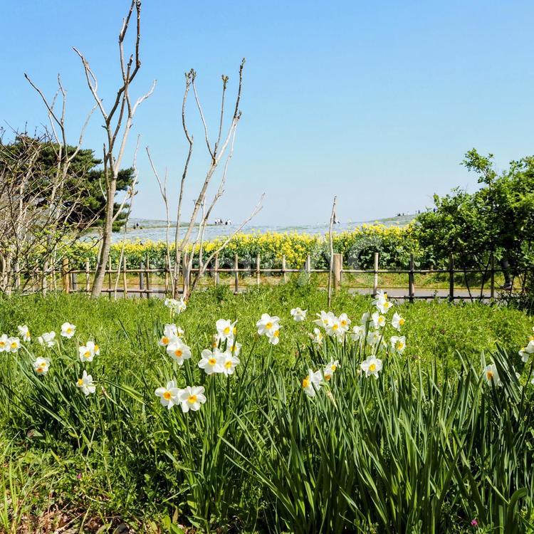 国営ひたち海浜公園の水仙の花（茨城県） 春,水仙,国営ひたち海浜公園の写真素材