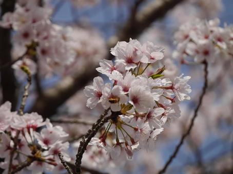 桜 桜の写真