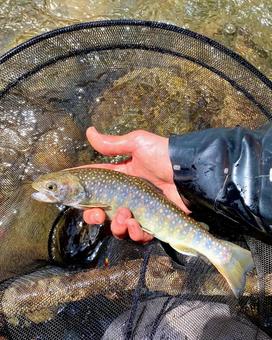 魚釣り イワナ,魚,魚釣りの写真素材