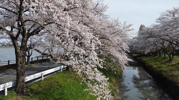 伊佐沼公園　桜並木 桜,春,自然の写真素材