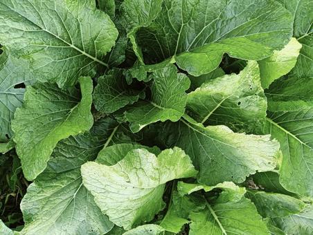 葉っぱ9999 葉っぱ,自然,屋外の写真素材