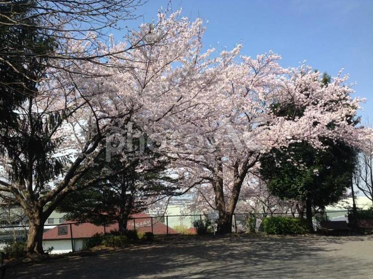 公園の桜 サクラ,桜,自然の写真素材