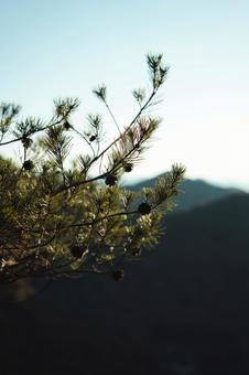 松ぼっくりの木 庭木,松ぼっくり,まつぼっくりの写真素材