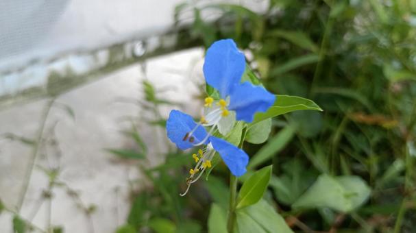 朝咲いて昼にはしぼむはかないつゆくさの花 朝咲いて昼にはしぼむはかないつゆくさの花 つゆくさ,露草,朝の写真素材