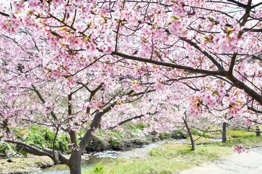 河津桜 河津桜の写真