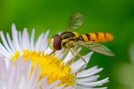 A slender-headed fly resting on a dandelion, JPG A slender-headed fly resting on a dandelion, JPG
