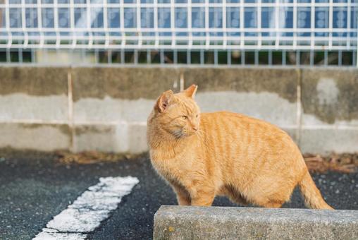 向こうを振り向く茶トラ 茶トラ,地域猫,サクラネコの写真素材