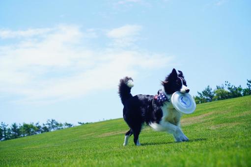 ボーダーコリーとフリスビー ボーダーコリー,中型犬,犬の写真素材