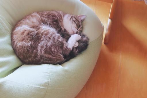 お昼寝するトラ猫 猫,ねこ,ネコの写真素材