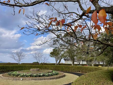 公園の紅葉と空 公園の紅葉と空の写真