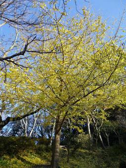 公園の広場に立つ黄葉の進んだイチョウの木 公園の広場に立つ黄葉の進んだイチョウの木の写真