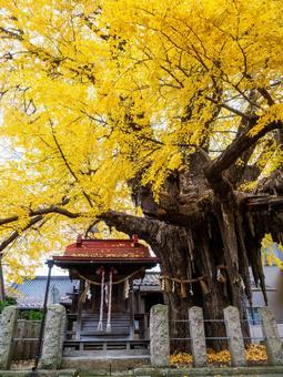 宮城野八幡神社と乳イチョウ⑿ 神社,宮城野八幡神社,神社仏閣の写真素材