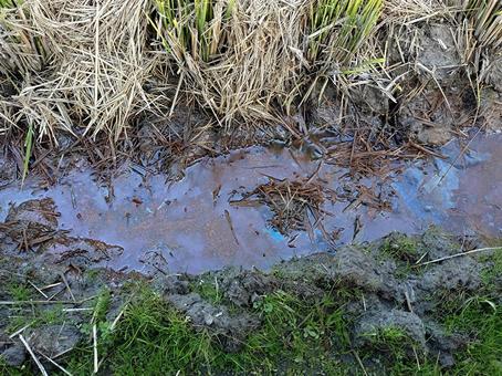 鉄バクテリアの油膜 鉄バクテリア,酸化被膜,鉄細菌の写真素材