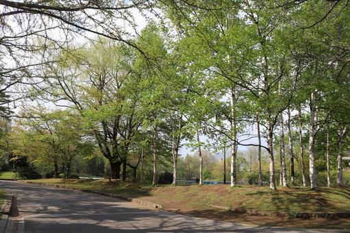 春の中島公園 春の中島公園の写真