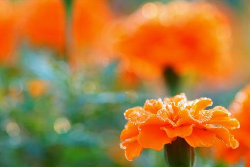 マリーゴールド マリーゴールド,花,オレンジの写真素材