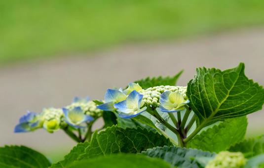 Hydrangea, JPG