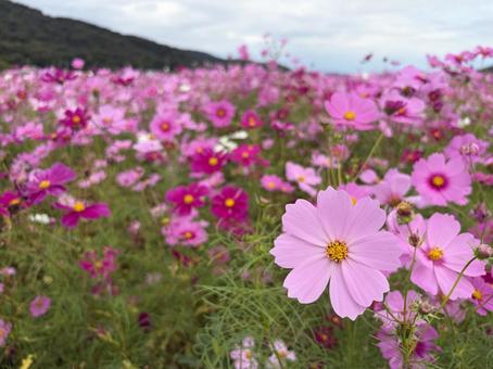 コスモス コスモス,10月,ピンクの写真素材