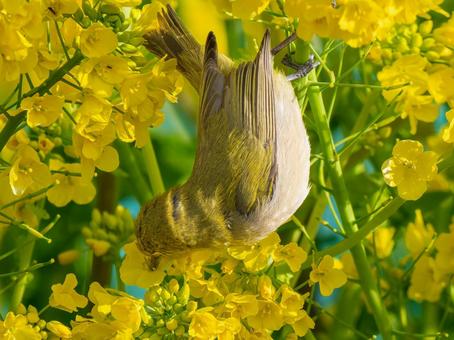 Rape blossoms and Japanese white-eye, JPG Rape blossoms and Japanese white-eye, JPG