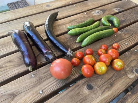 採れたての野菜 採れたての野菜の写真