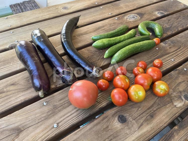 採れたての野菜 野菜,ナス,キュウリの写真素材