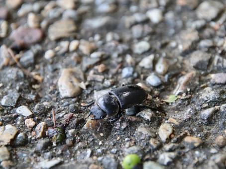 クワガタ クワガタ 風景,自然,景色の写真素材