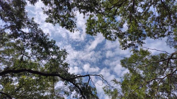 木々の間から見える空 木々の間から見える空の写真