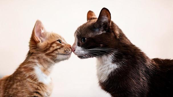 猫あいさつ3 猫あいさつ3の写真