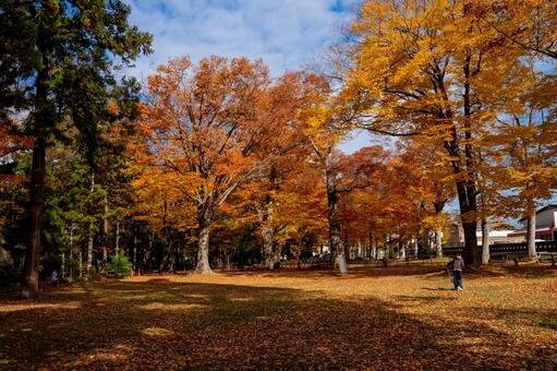 紅葉の広場 紅葉,落葉樹,広葉樹の写真素材