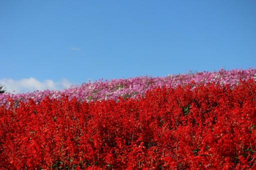 青空と赤いサルビアの花畑とコスモス畑 青空,赤い,サルビアの写真素材