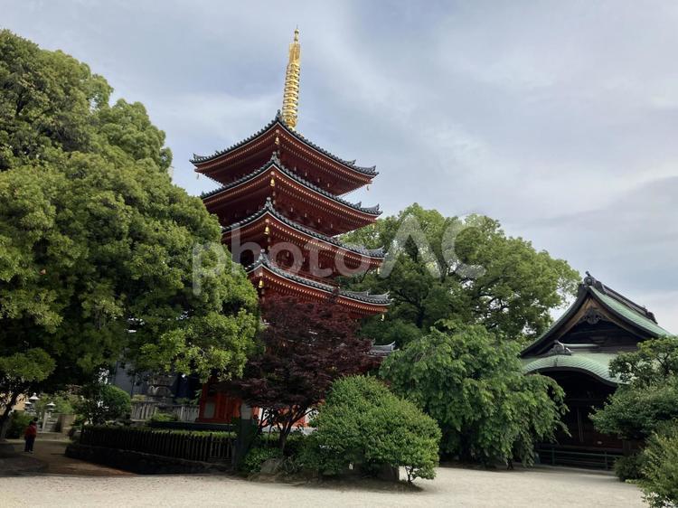 東長寺の五重塔 寺社仏閣,お寺,寺の写真素材
