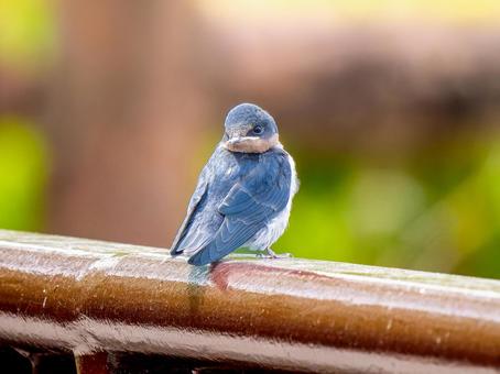 柵にとまるツバメ 柵にとまるツバメ ツバメ,燕,野鳥の写真素材