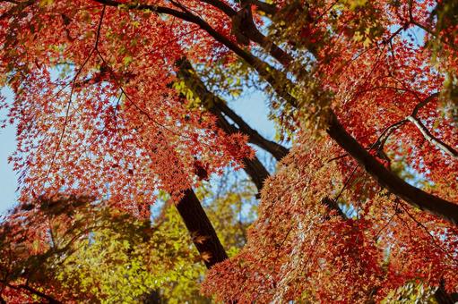 秋の紅葉 秋の紅葉 紅葉,秋,背景の写真素材