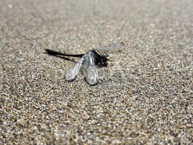 つやつやの羽 トンボ,羽が光って,海の写真素材