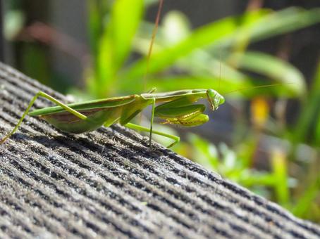 木材の上を歩く緑色のカマキリ カマキリ,昆虫,生物の写真素材