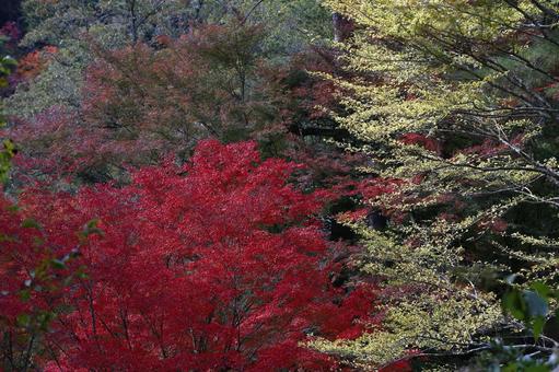 紅葉の森 紅葉の森 紅葉,秋,秋の風景の写真素材