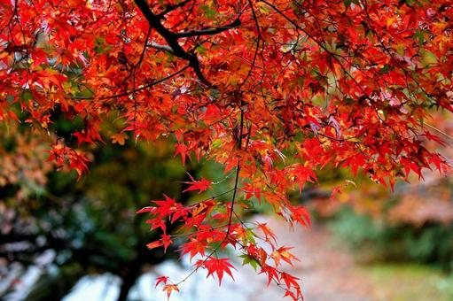 Autumn leaves 6, JPG
