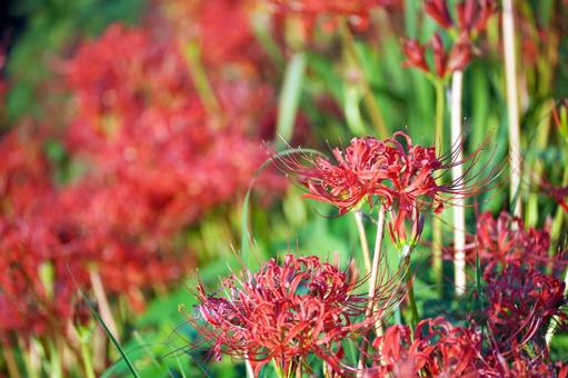 A cluster of vibrant red spider lilies, JPG A cluster of vibrant red spider lilies, JPG