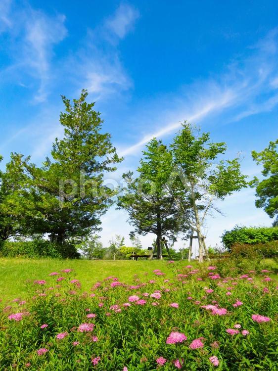 春の自然公園の風景 風景,公園,草原の写真素材