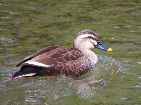 Spot-billed ducks swimming in the river, JPG