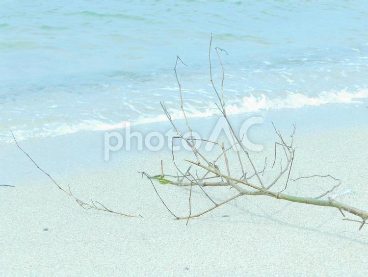 海と流木 流木,背景,夏の写真素材
